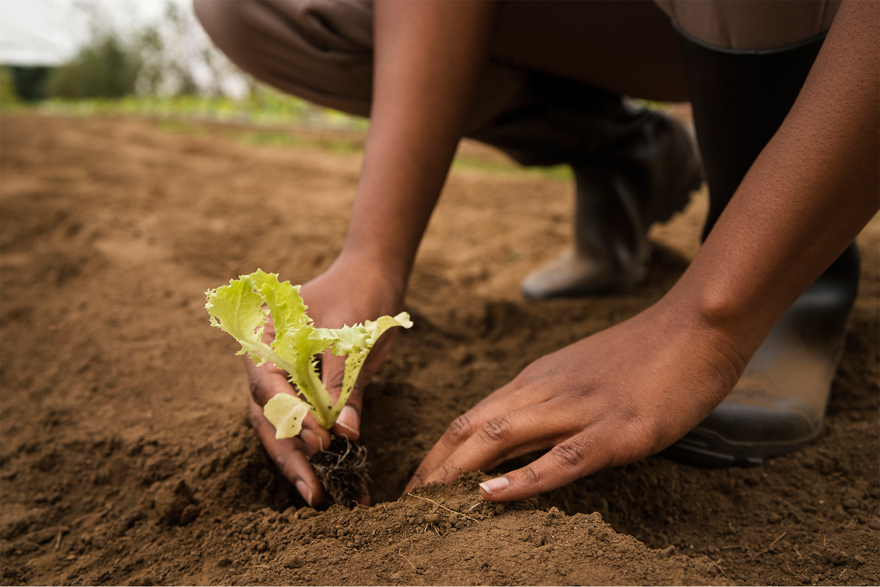 School of Agricultural Sciences and Agribusiness Image